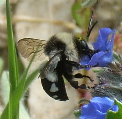 Melecta obscura (Apidae Anthophorinae)